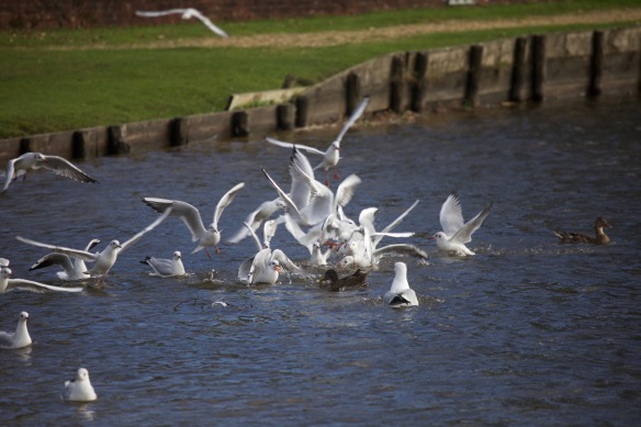 A squabble of seagulls