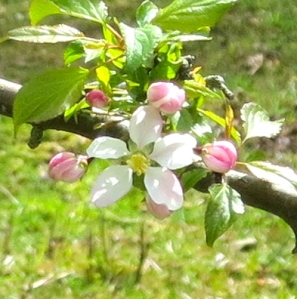Apple blossom (cropped)