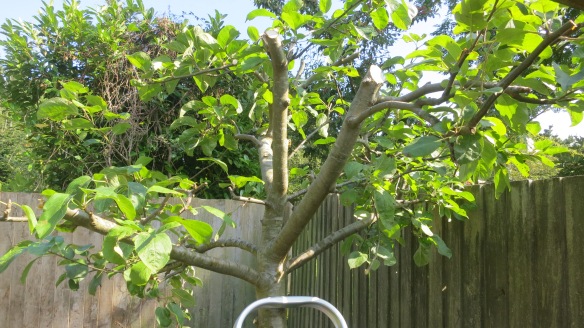 Apple tree pruned