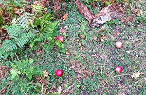 Apples for the ponies