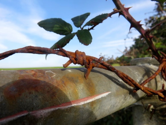 Barbed wire and bramble