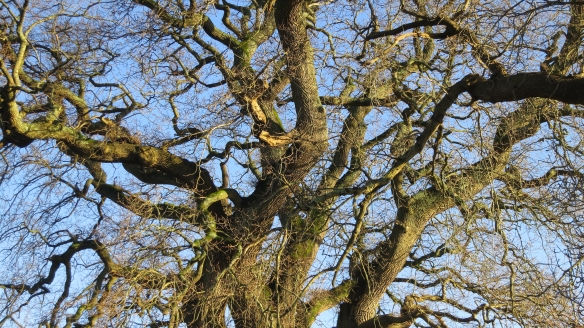 Bare oak branches 1.13