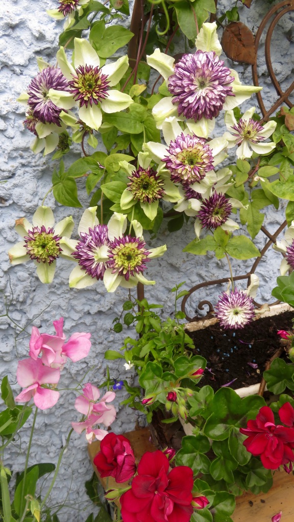 Clematis, sweet peas and geraniums