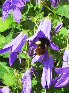 Bee (2)