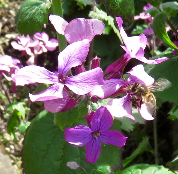Bee and honesty