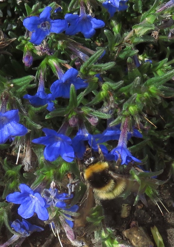 Bee and lithodora
