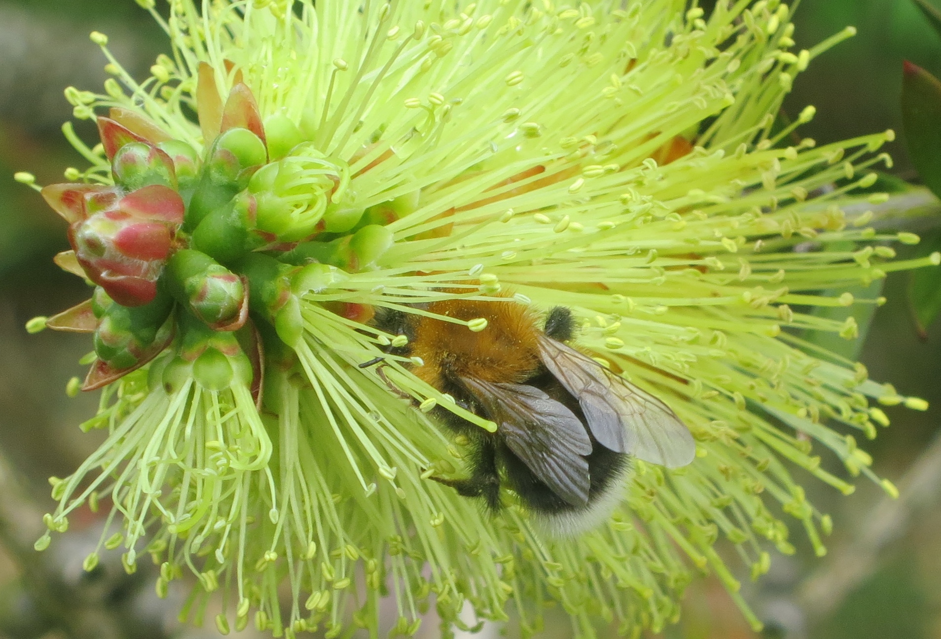 Bee in bottle brush plant crop