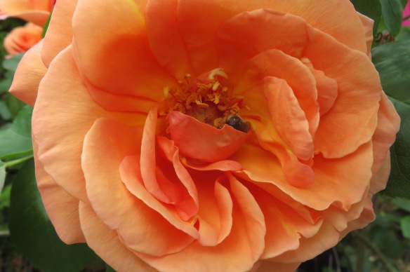 Bee in peach rose