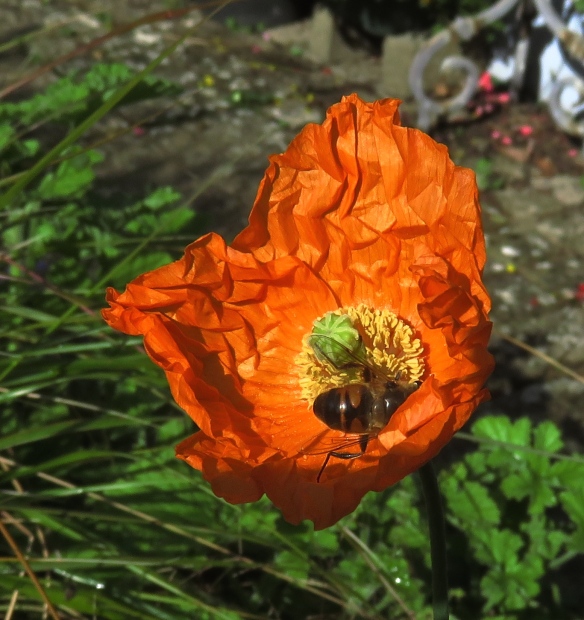 Bee in poppy