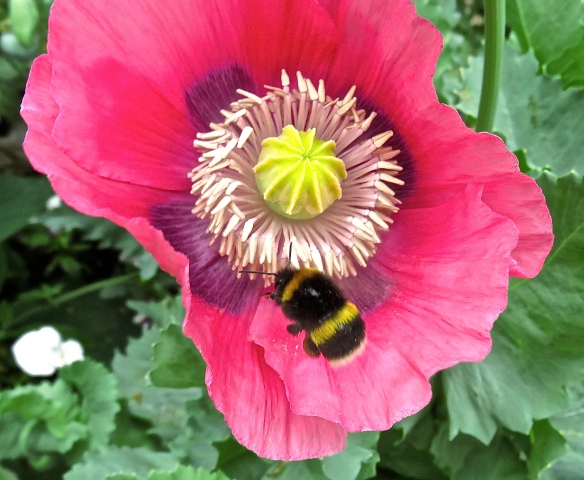 Bee landing on poppy