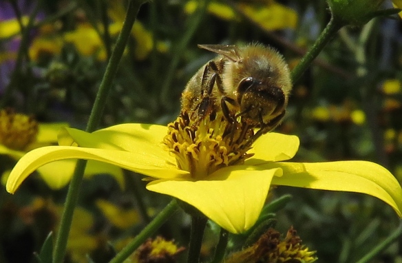 Bee on bidens