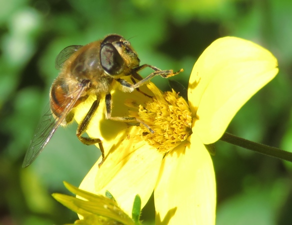 Bee on bidens
