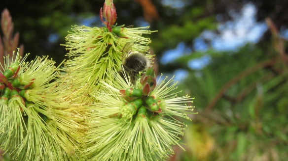 Bee on Bottle Brush plant