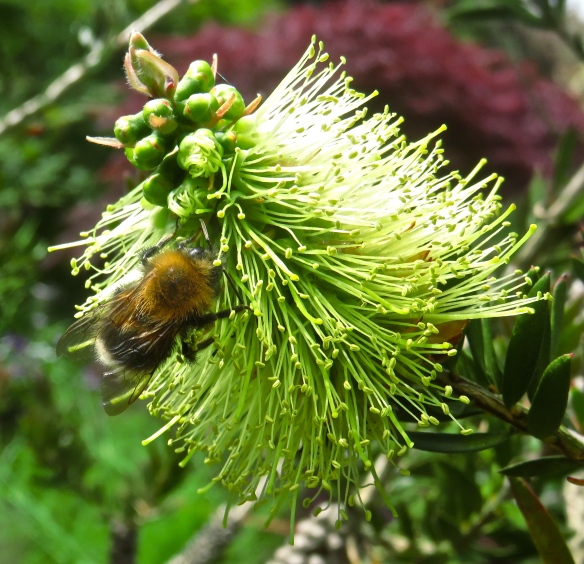 Bee on bottle brush plant