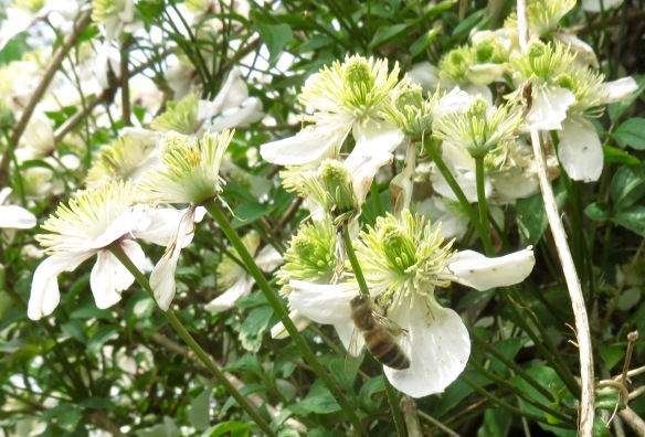 Bee on clematis Montana