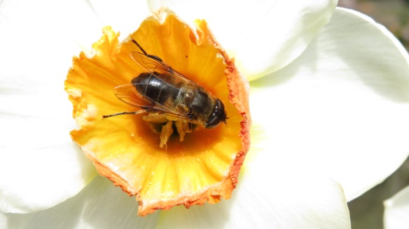 Bee on daffodil