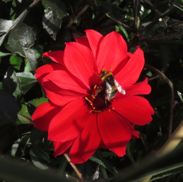 Bee on dahlia Bishop of Llandaff