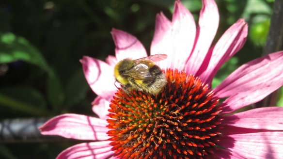 Bee on echinea
