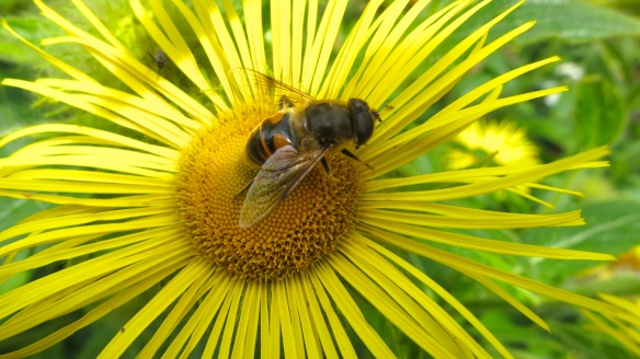 Bee on Inula