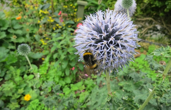 Bee on thistle 8.12