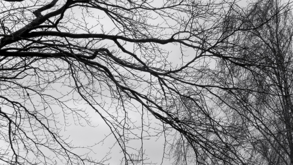 Beech and birch branches 2