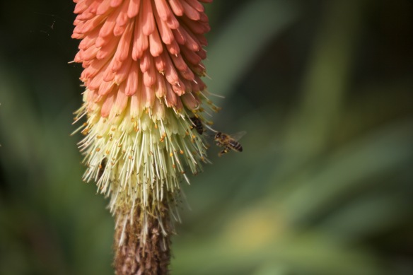 Bees approaching kniphofia