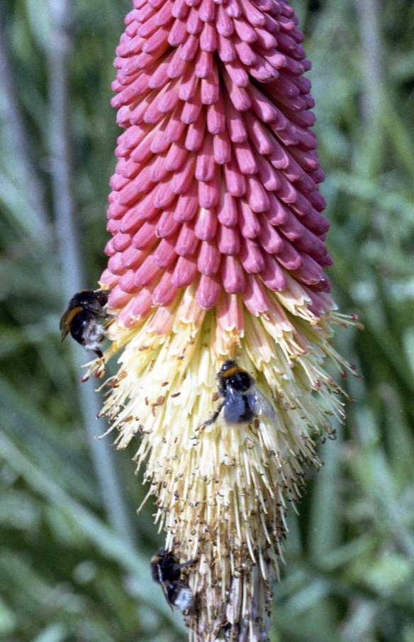 Bees on kniphofia 1985