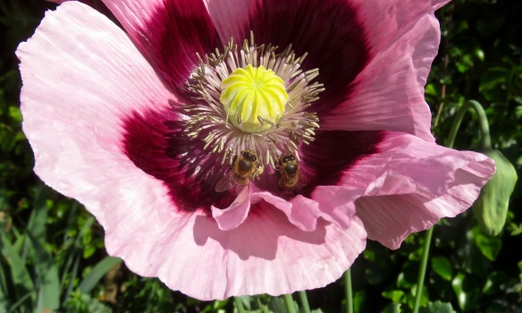 Bees on poppy 1