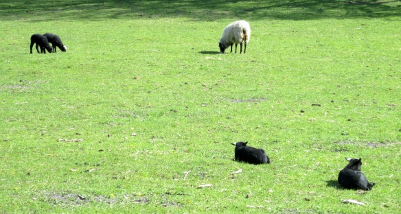Black lambs and ewe
