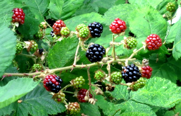 Blackberries 8.12