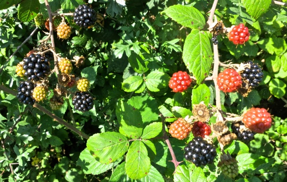 Blackberries