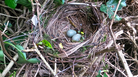 Blackbird's eggs in nest