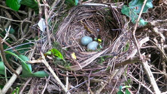Blackbird's nest with eggs