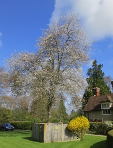 Blossom in Castle Malwood Lodge