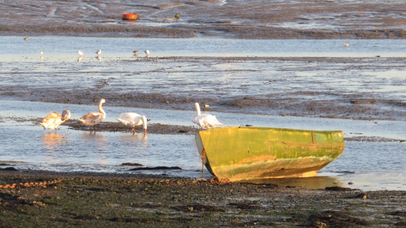 Boat and swans