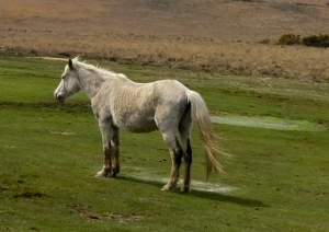 Bony pony