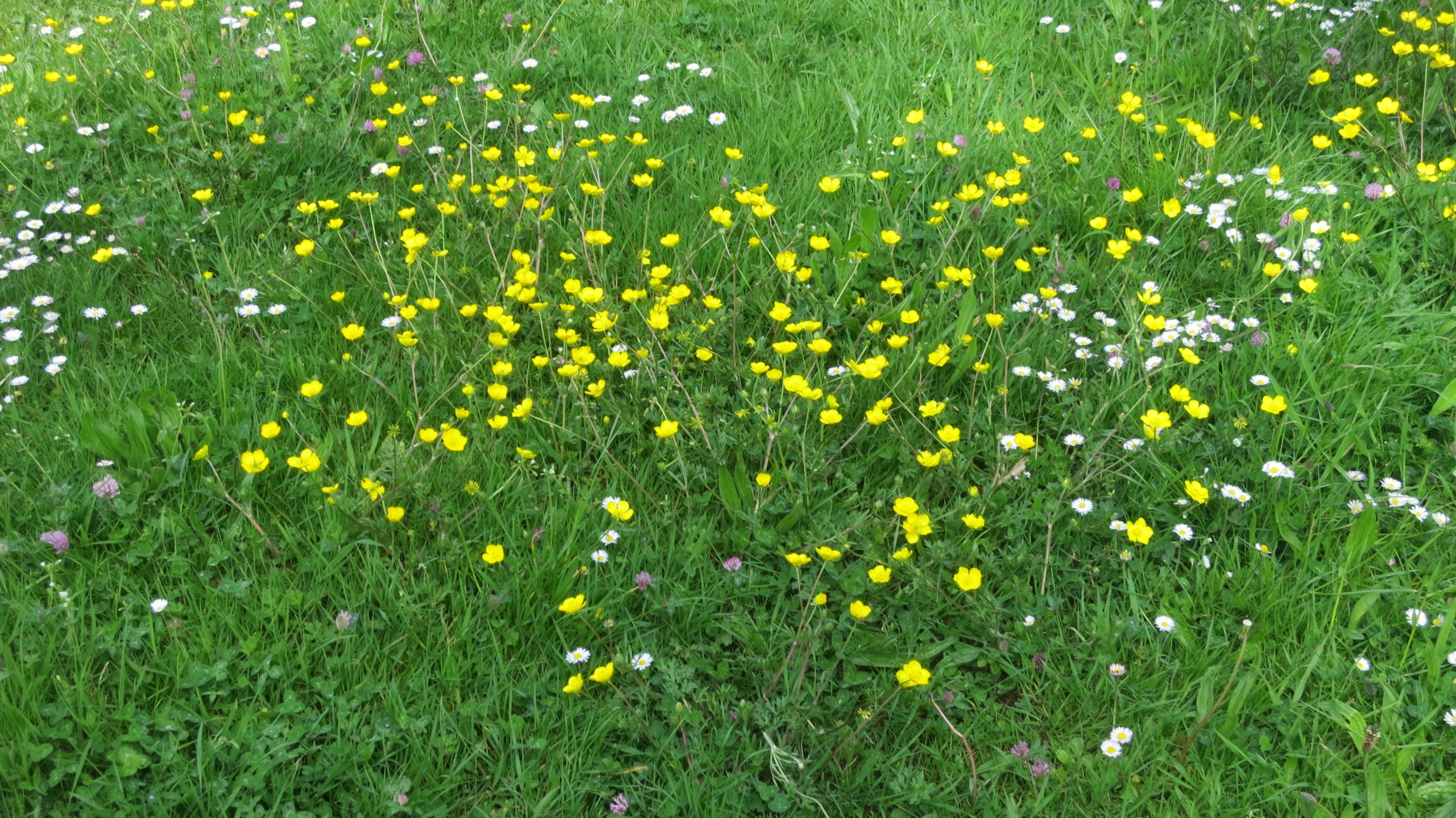 Buttercups, daisies and clover
