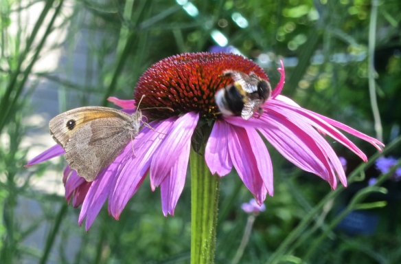 Butterfly Meadow Brown and bee on cone flower