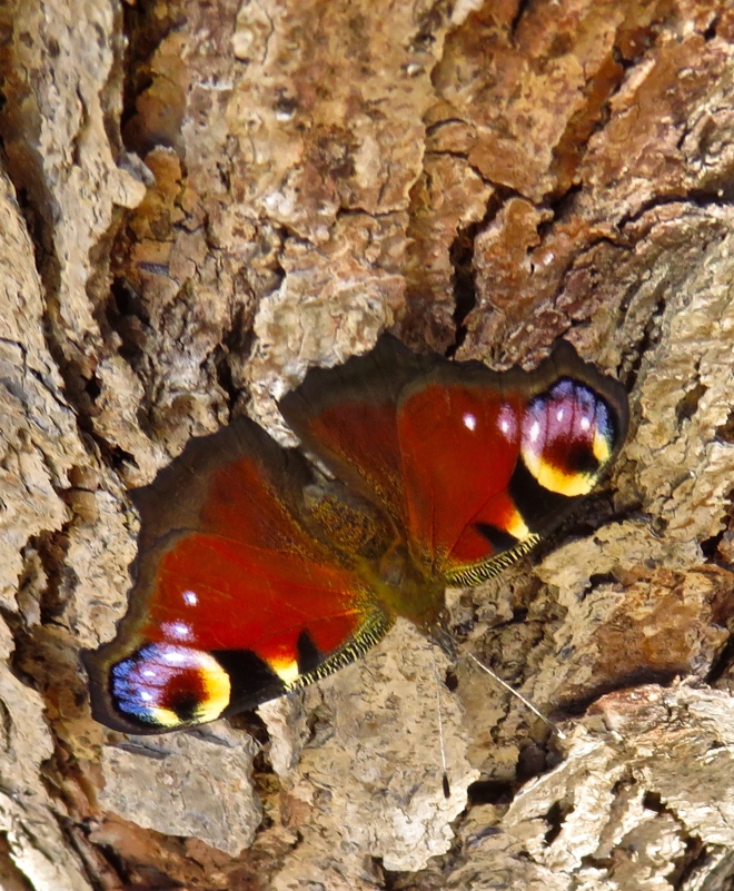 Butterfly Peacock on stump
