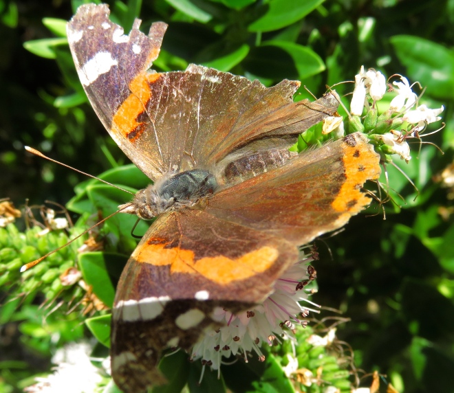 Butterfly Red Admiral on hebe