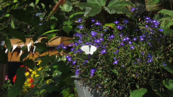 butterfly Small White on lobelia