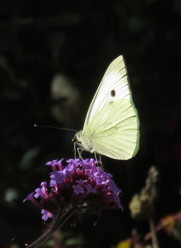Butterfly Small White on verbena bonarensis