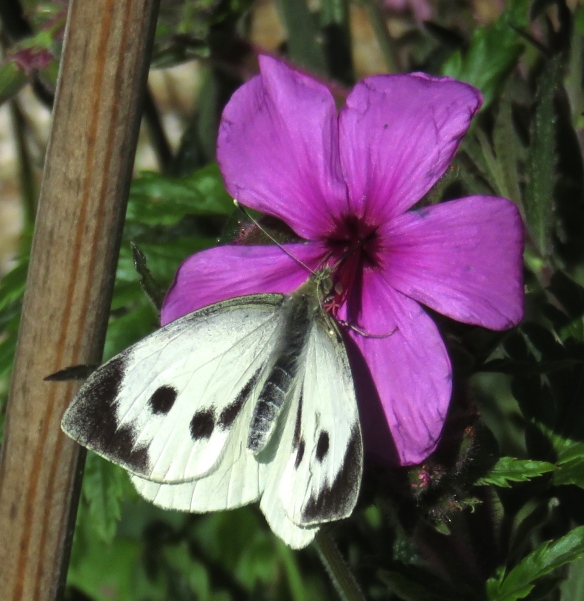 Cabbage white butterfly on geranium