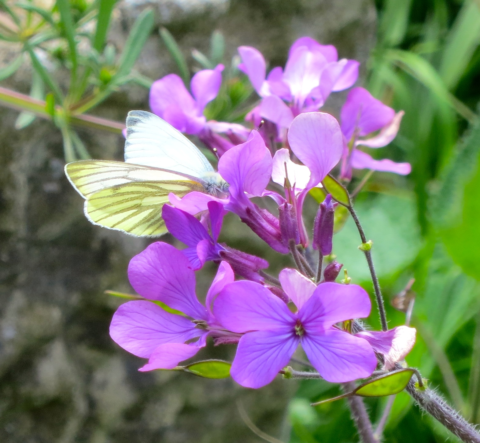 Cabbage white butterfly on honesty