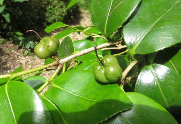 Camellia fruit pods
