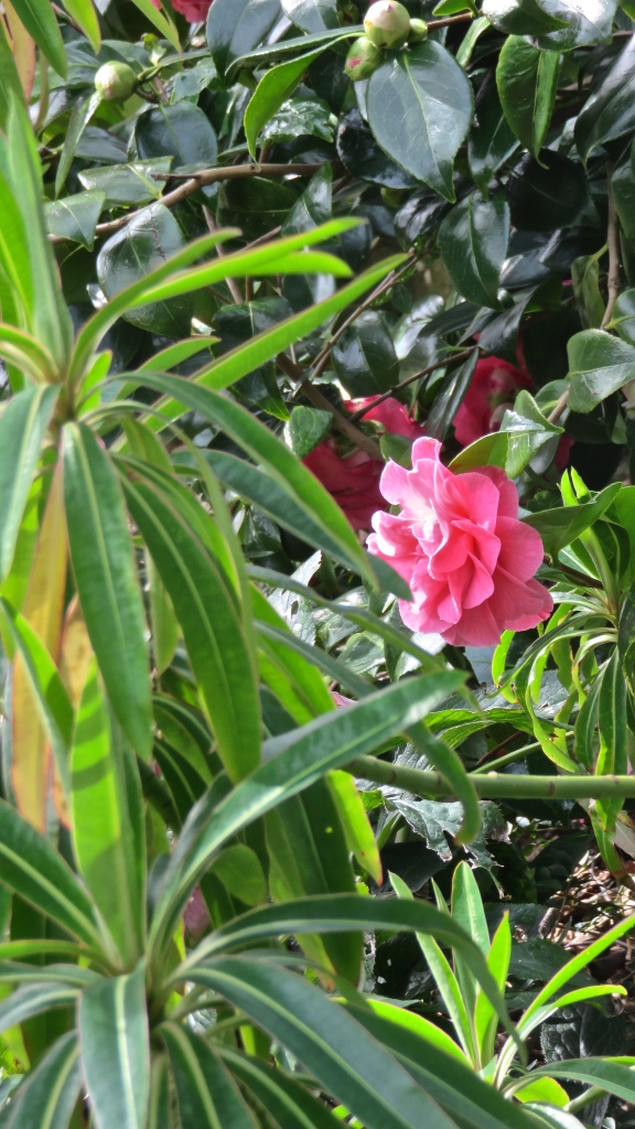 Camellia through euphorbia