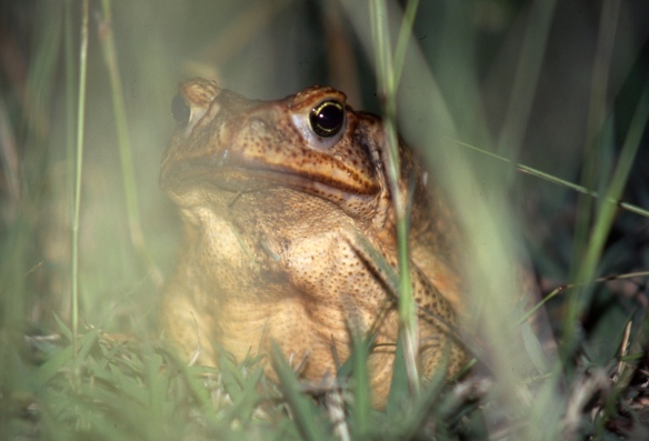 Cane toad 5.04162