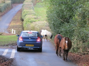 Car and ponies 12.12