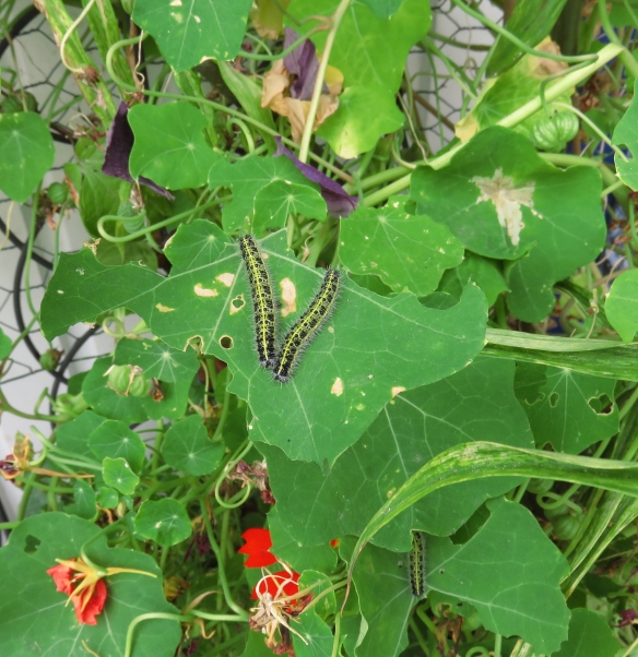 Caterpillars on nasturtiums