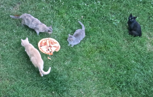 Cats and pizza